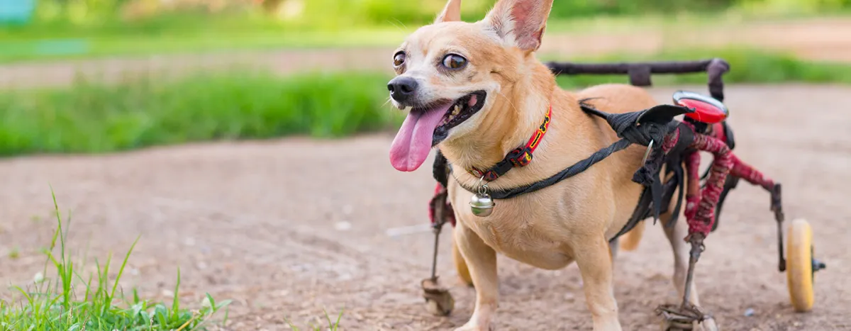 How Can You Tell if Your Dog Requires a Wheelchair?