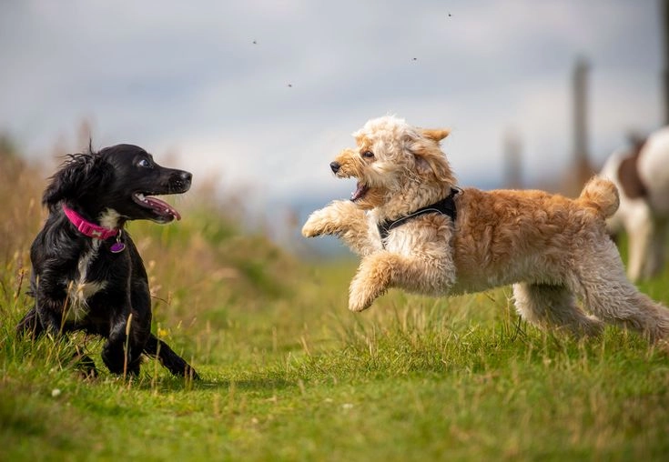 Are Dog Wheelchairs Practical?