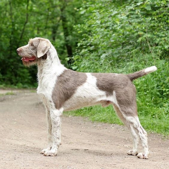 When Should You get a Dog Wheelchair?