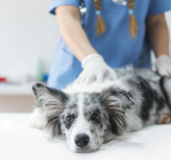 How do Dogs Use a Wheelchair?