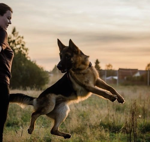 Do Hip Braces Work for Dogs?