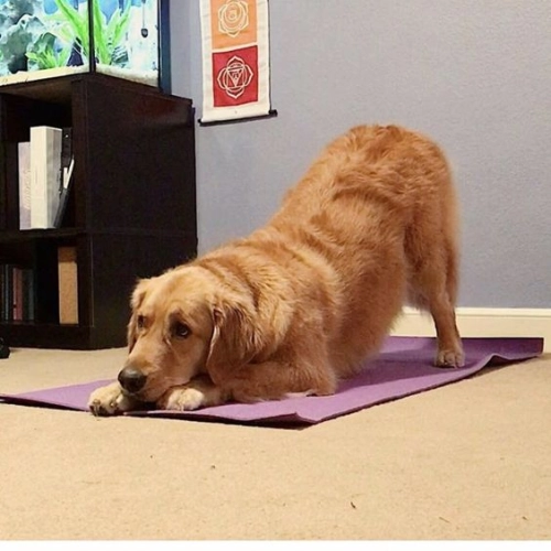 How do I Stabilize My Dogs Hips?