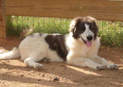 What is The Best Thing for Dogs with Hip Pain?
