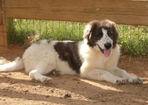 What is The Best Thing for Dogs with Hip Pain?