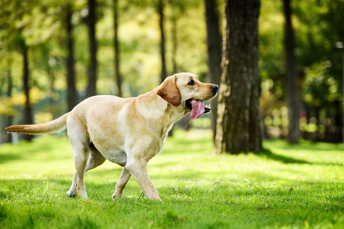 What is The Main Working Principle of a Dog Wheelchair?