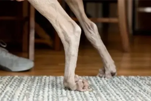 How Do I Stop My Dog from Dragging His Feet?