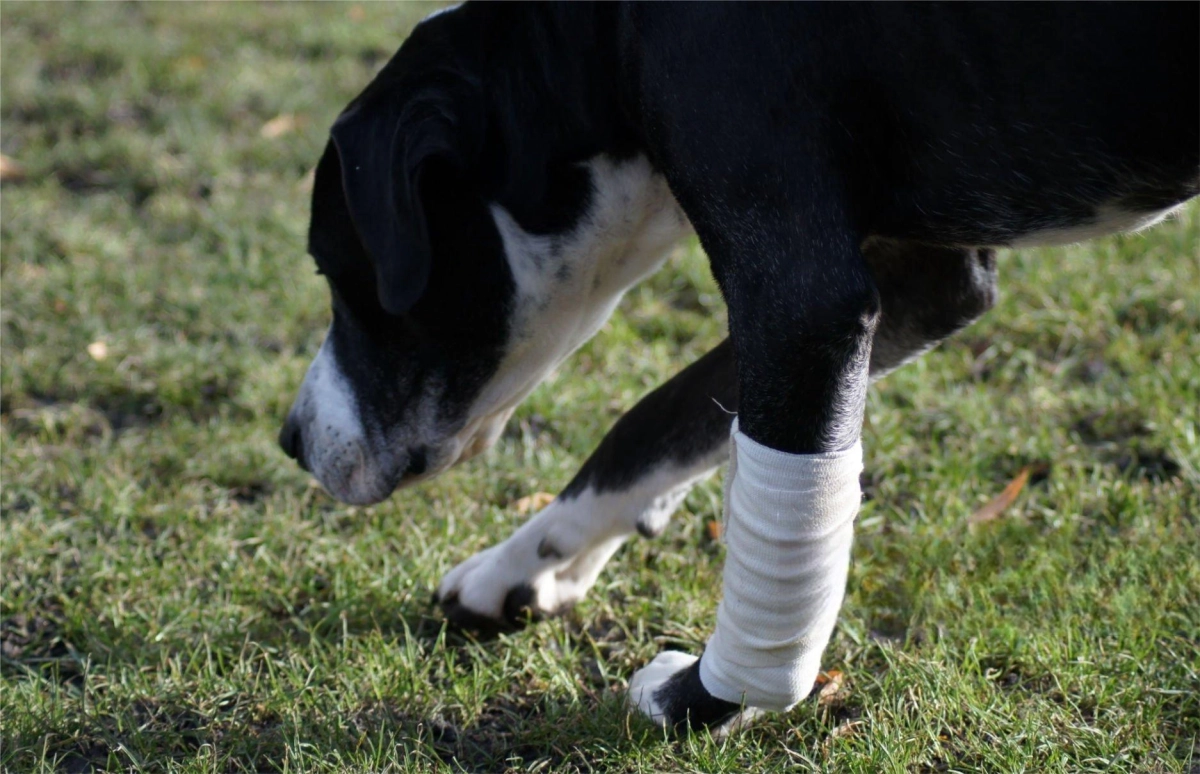 How Long Can a Dog Wear a Leg Brace?
