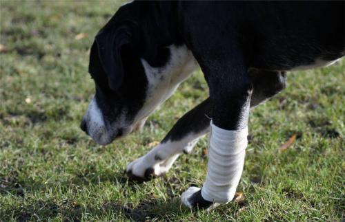 How Long Can a Dog Wear a Leg Brace?