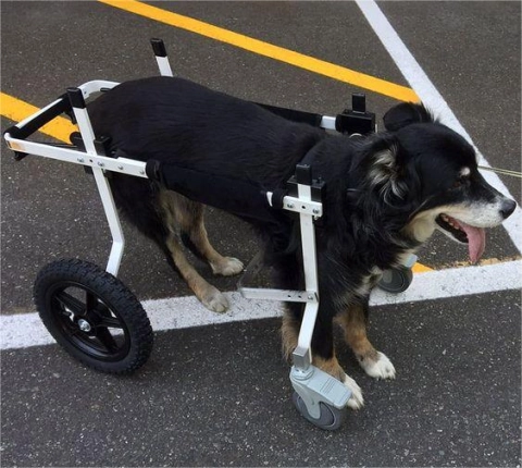 Can a Paralyzed Dog Walk Again Without Surgery?