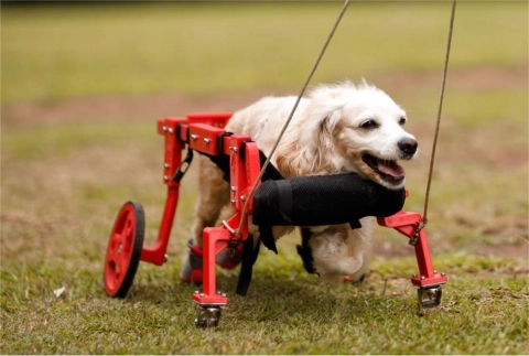 How Do You Help a Dog That Can't Walk?