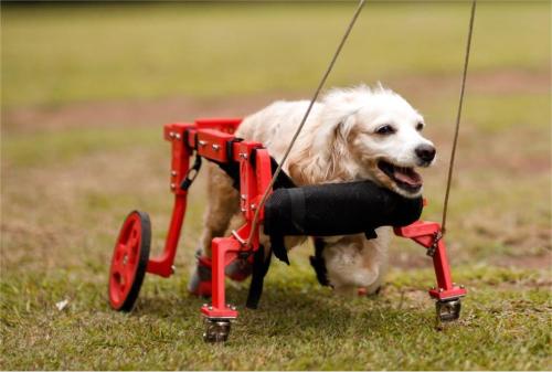 How Do You Help a Dog That Can't Walk?