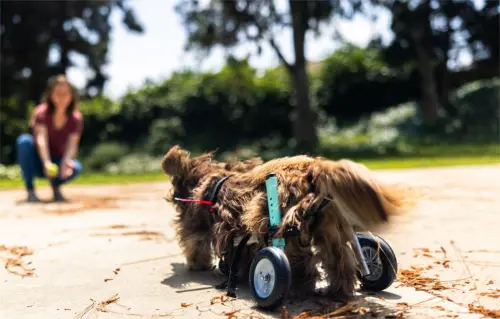 How Do You Train a Dog to Use a Wheelchair?