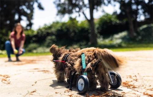 How Do You Train a Dog to Use a Wheelchair?