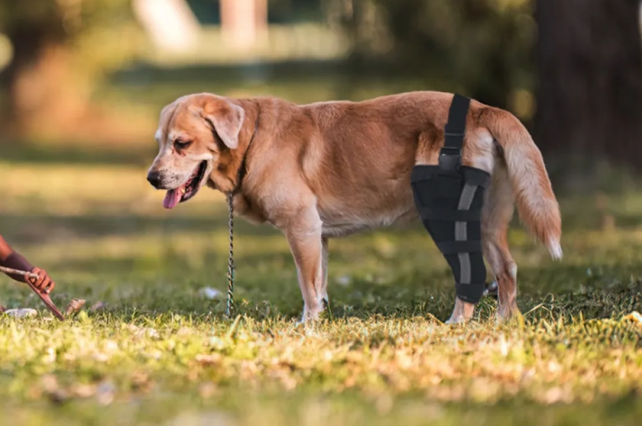 When Should a Dog Wear a Leg Brace?