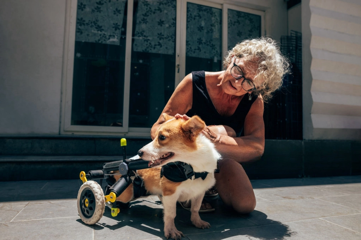 Can a Dog Live Without Use of Back Legs?