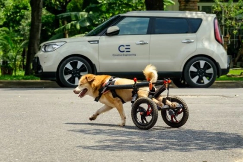 How Long Does It Take for a Dog to Get Used to a Wheelchair?
