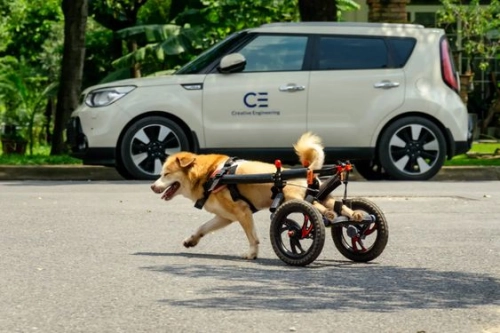 How Long Does It Take for a Dog to Get Used to a Wheelchair?