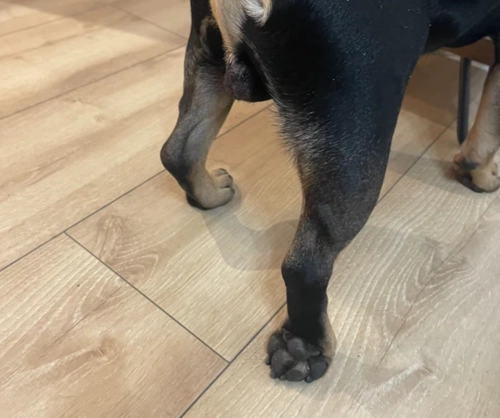 What Does It Mean When a Dog Is Knuckling?