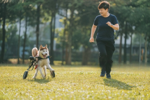 How Do I Choose a Wheelchair for My Dog?