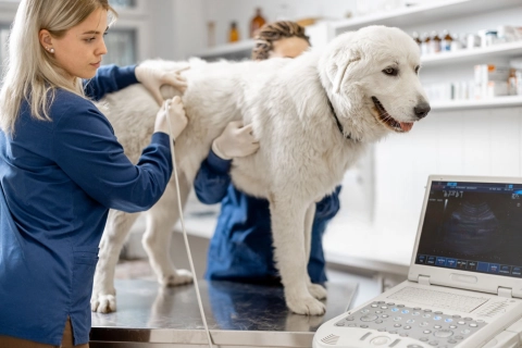 Do Dog Back Braces Really Work?