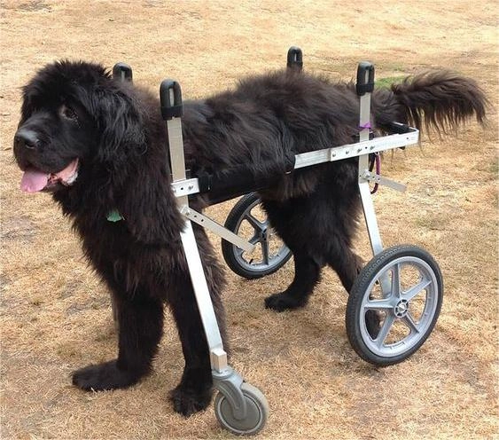 How Do You Train a Dog to Walk in a Wheelchair?