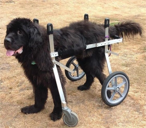 How Do You Train a Dog to Walk in a Wheelchair?