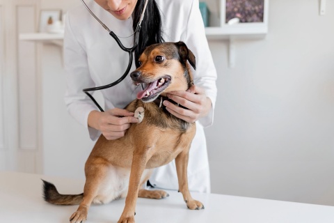 Do Braces Help Dogs with Torn ACL?