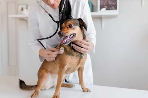 Do Braces Help Dogs with Torn ACL?