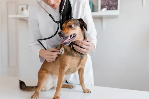 Do Braces Help Dogs with Torn ACL?