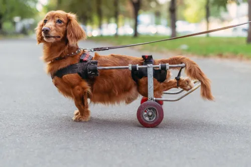 How to Help a Dog with Bad Back Legs?