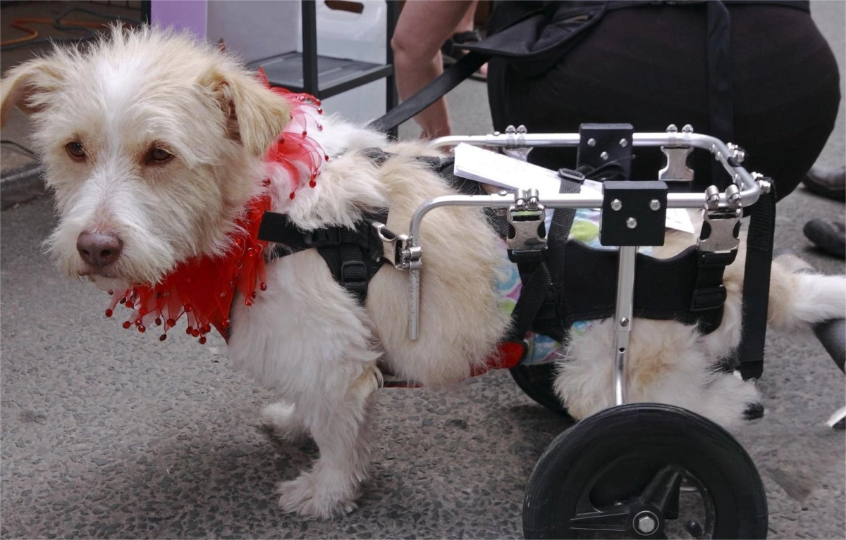 Do Wheelchairs for Dogs Work?