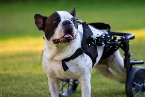 Is a Dog Wheelchair Worth It?