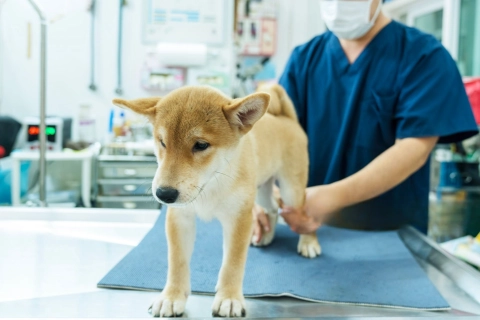 Do Vets Recommend Dog Wheelchairs?