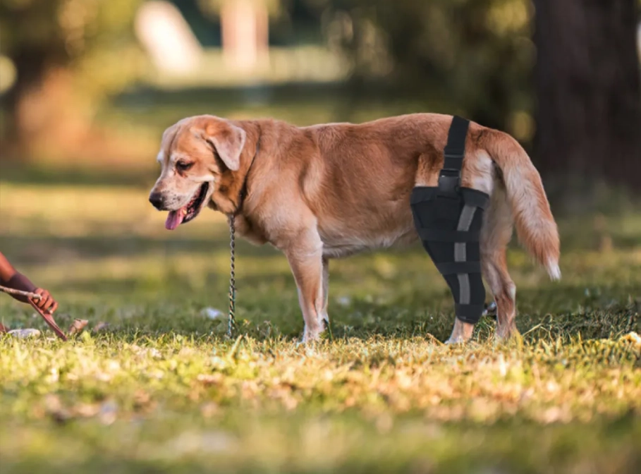 Do Leg Braces Work for Dogs with Torn ACL?