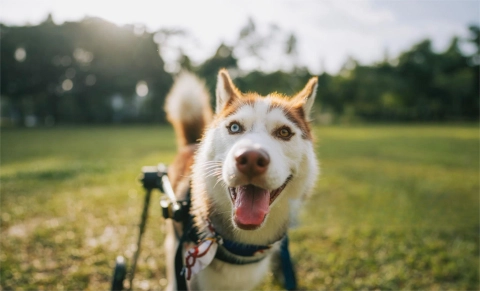 Are Dogs in Wheelchairs Happy?