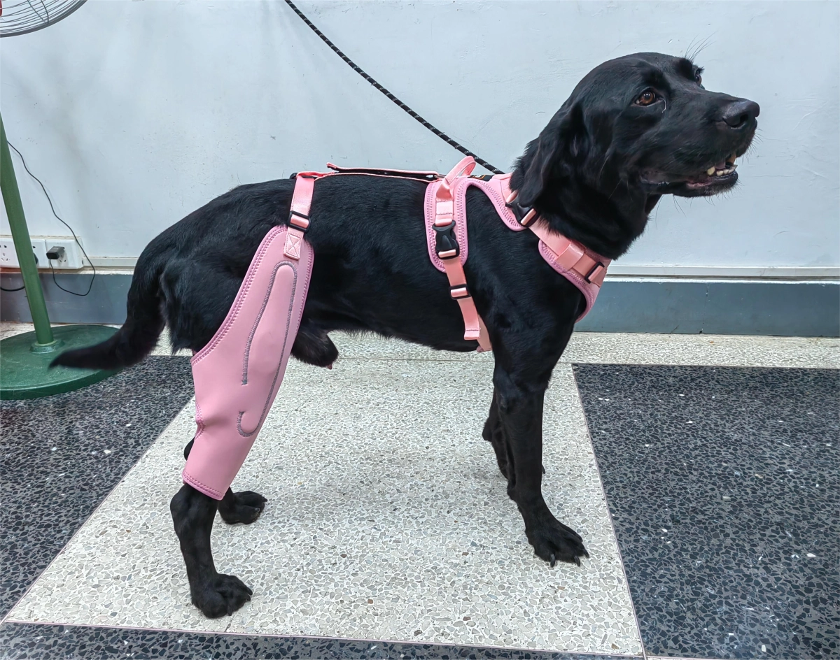 Do Knee Braces Really Work for Dogs?