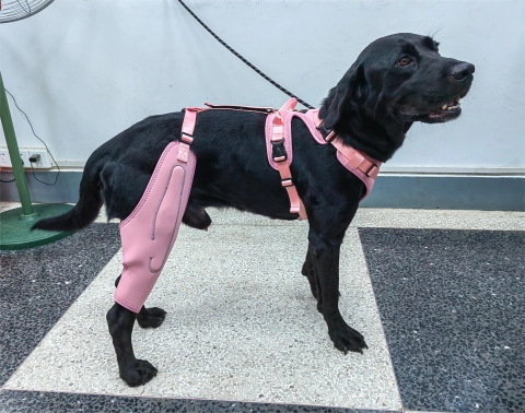Do Knee Braces Really Work for Dogs?