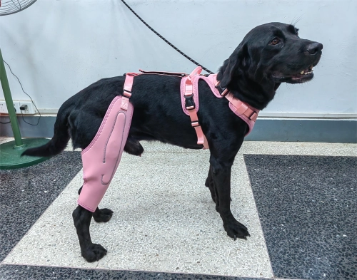 Do Knee Braces Really Work for Dogs?