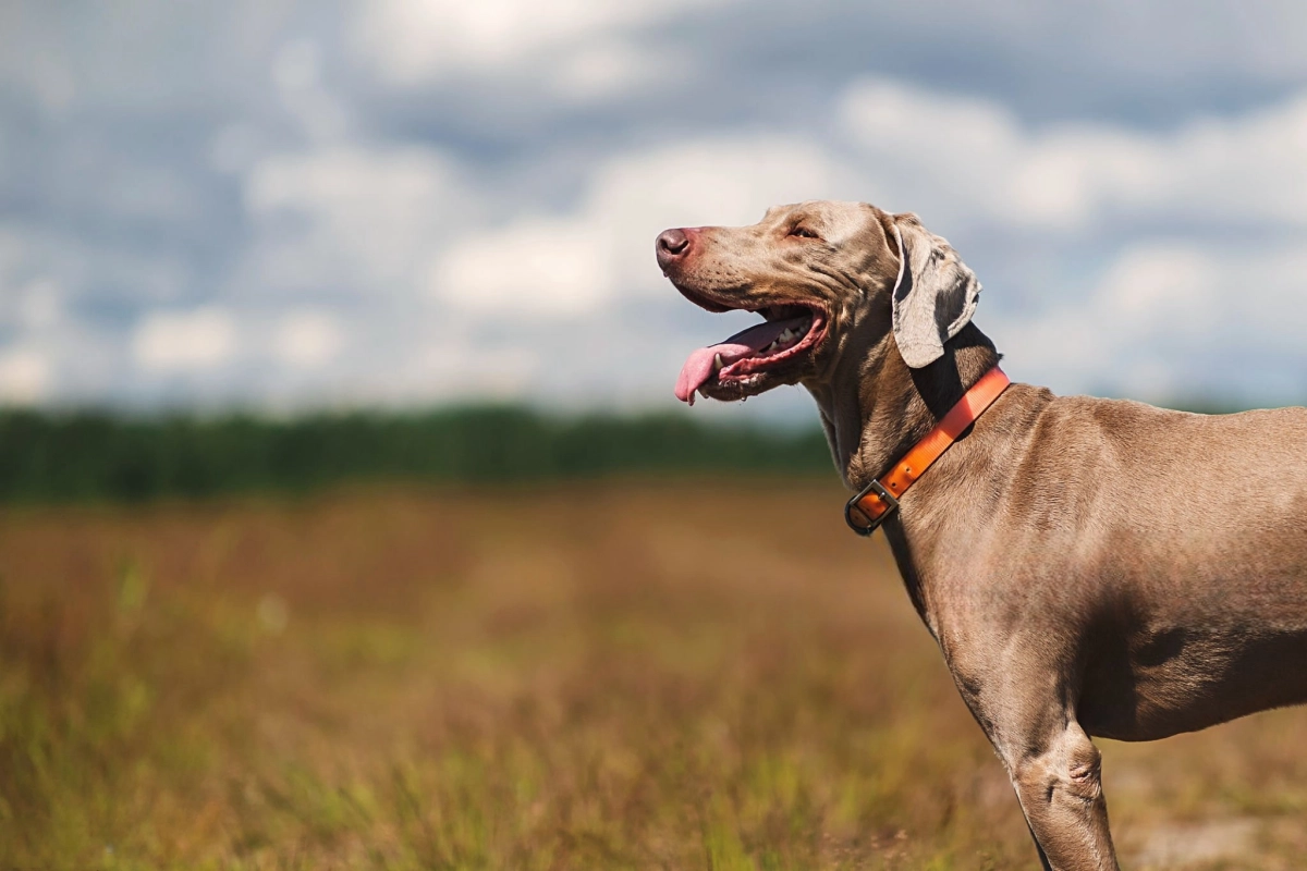 How Many Hours a Day should a Dog Wear a Knee Brace?
