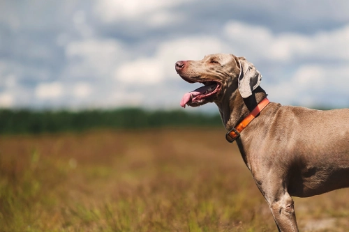 How Many Hours a Day should a Dog Wear a Knee Brace?