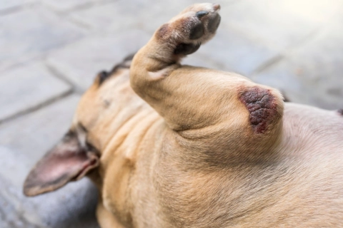 Do Elbow Braces Help Dogs?