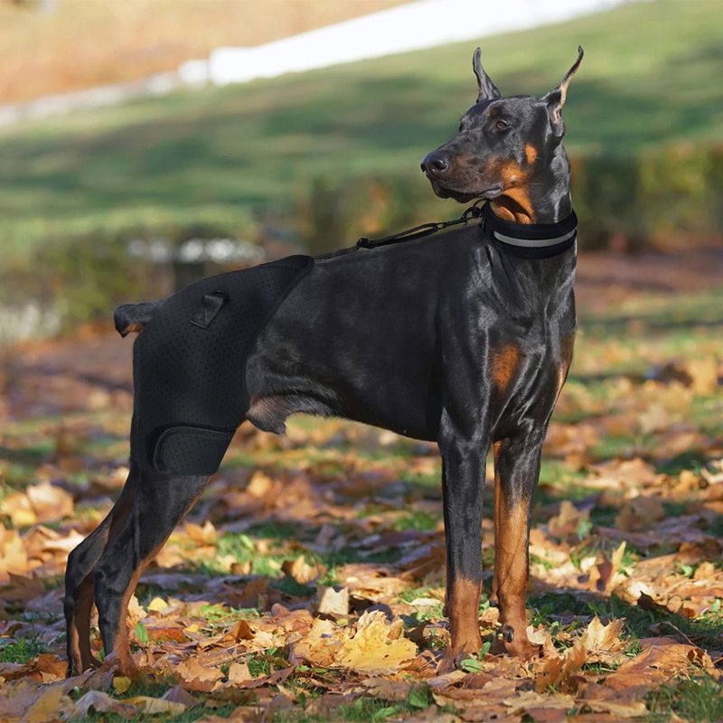 Is There a Brace for Dogs with Bad Hips?