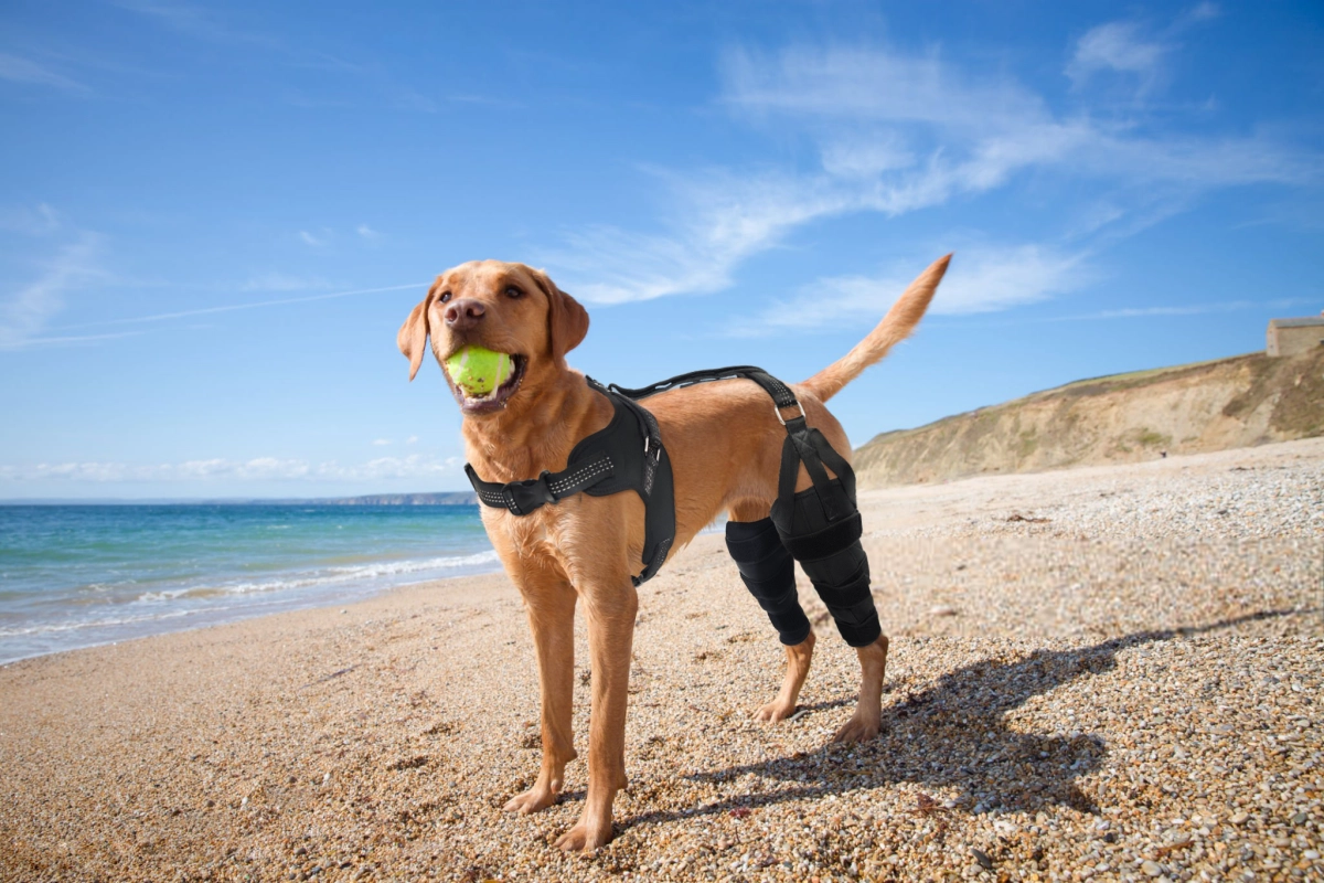 Can a Dog Wear a Knee Brace All the Time?