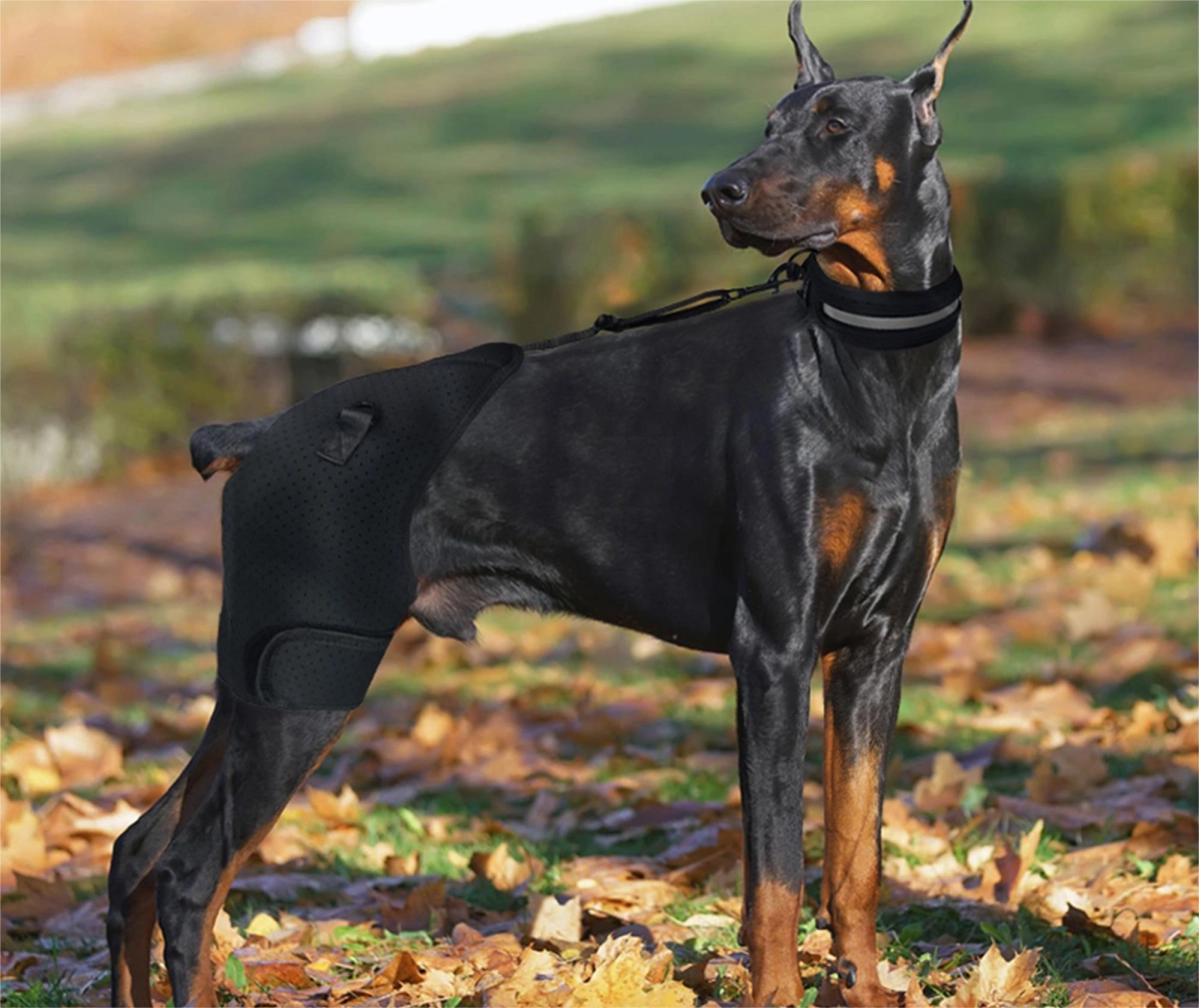 Does a Hip Brace Help Hip Dysplasia?