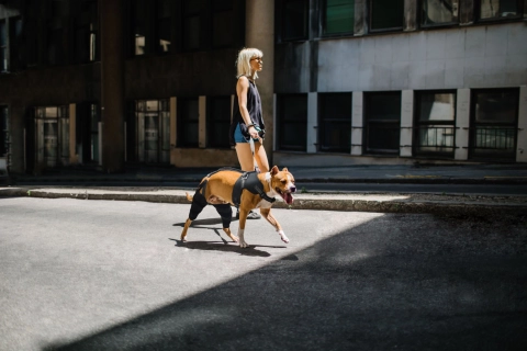 Do Braces Work for Torn ACL in Dogs?