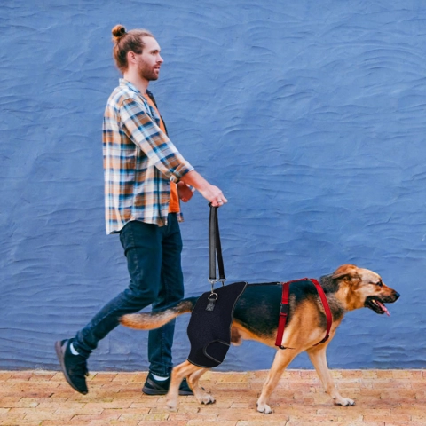 Do Hip Braces for Dogs Work?