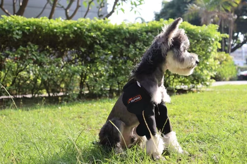 Can You Fix Elbow Dysplasia in Dogs?