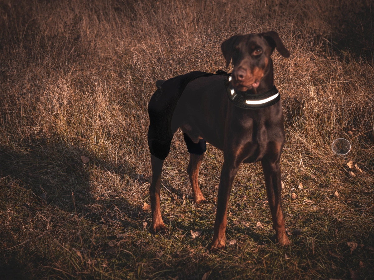  Are Hip Braces Effective for Dogs?