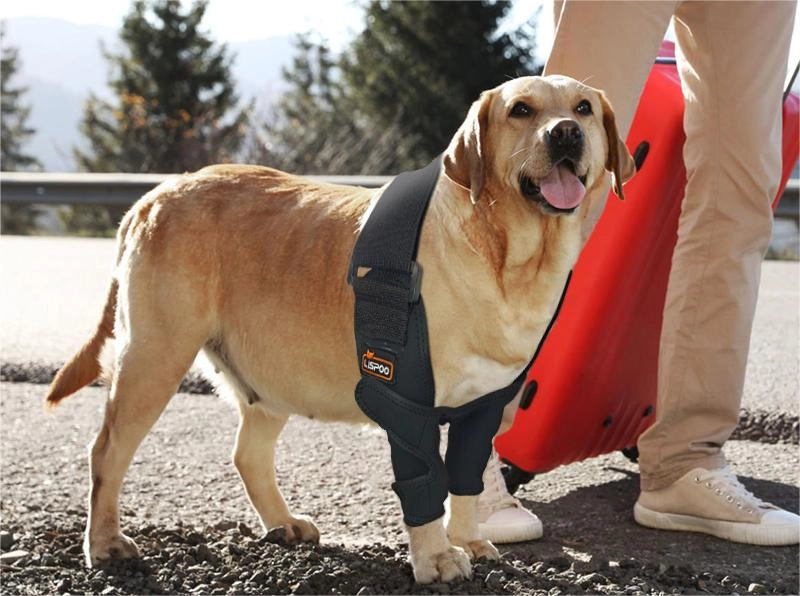 How do You Treat Elbow Dysplasia in Dogs without Surgery?