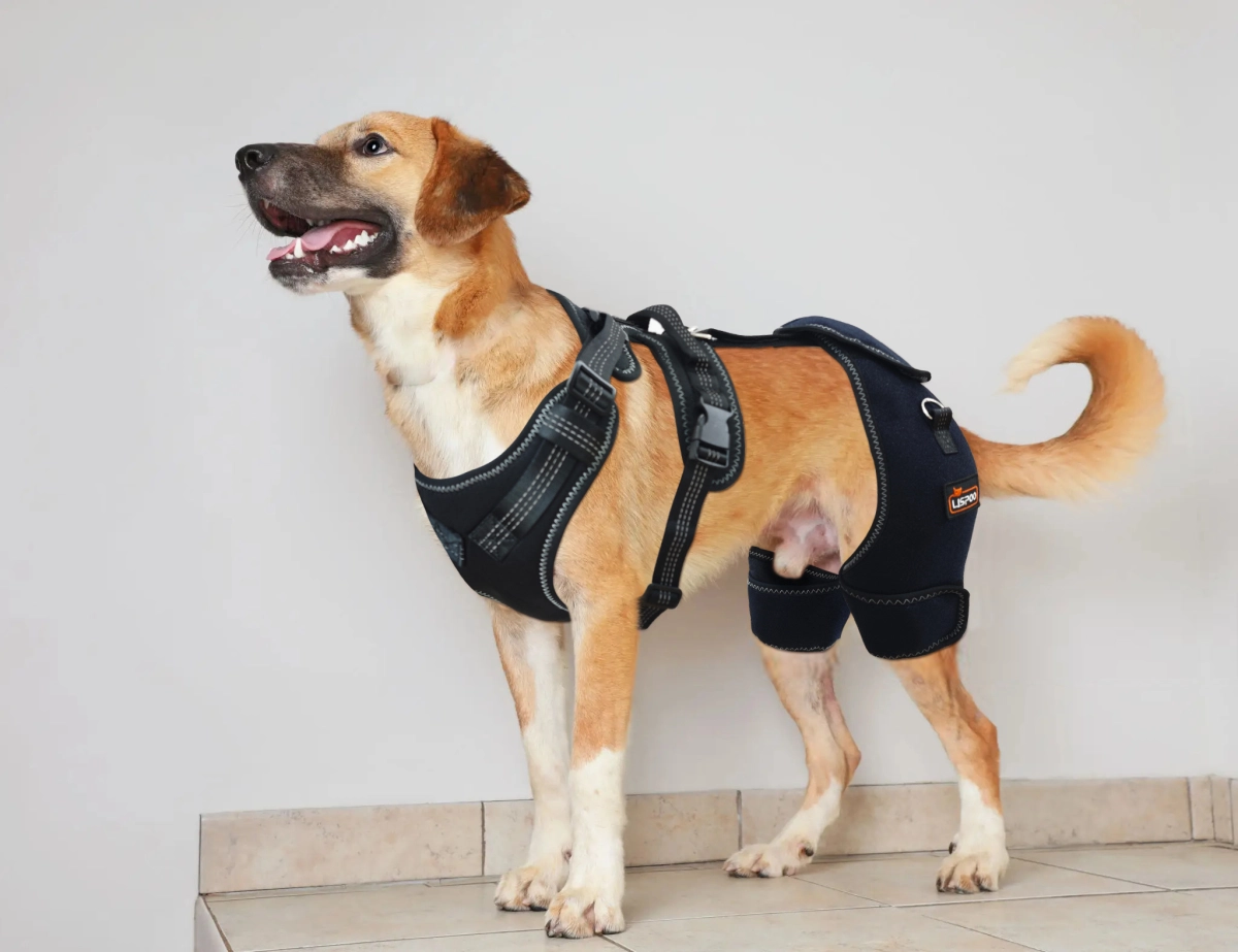 What does a Hip Dysplasia Harness Do?